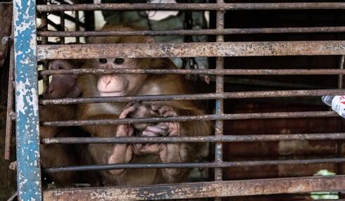 Two tan monkeys held in a cage looking out between the bars