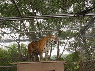 A caged tiger stands on top of structure and is roaring