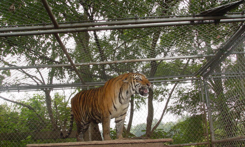 A caged tiger stands on top of structure and is roaring