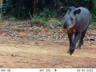 a tapir hops across a dirt road in the Peruvian Amazon