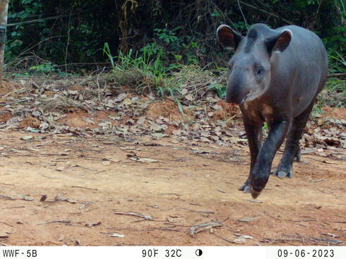 a tapir hops across a dirt road in the Peruvian Amazon