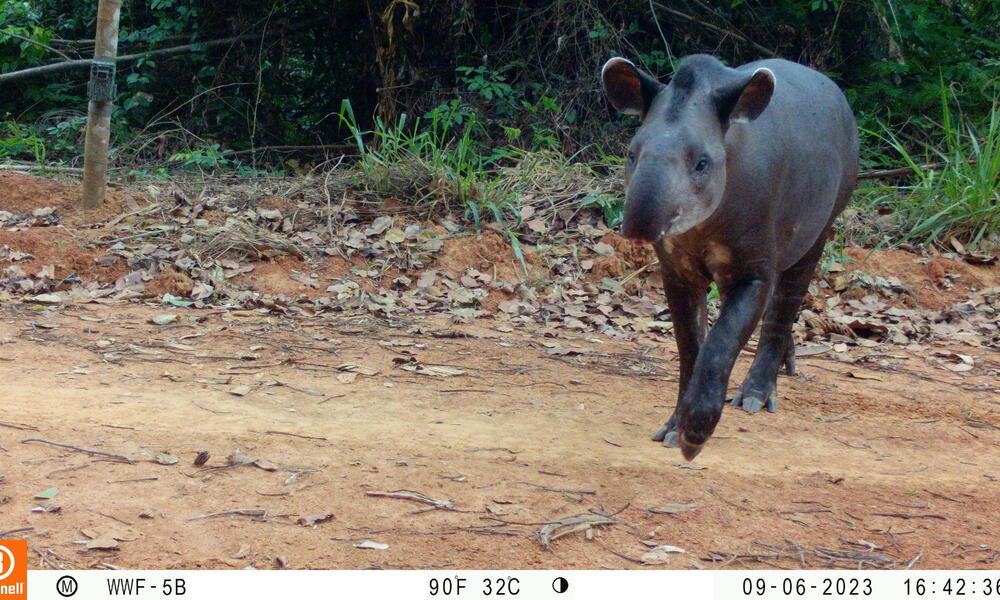 a tapir hops across a dirt road in the Peruvian Amazon