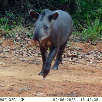 a tapir hops across a dirt road in the Peruvian Amazon