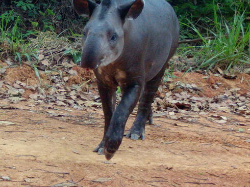 a tapir hops across a dirt road in the Peruvian Amazon