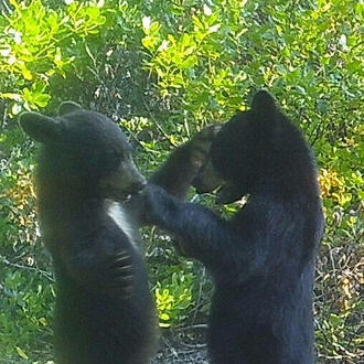 two bear cubs stand on hind legs to play among forest trees