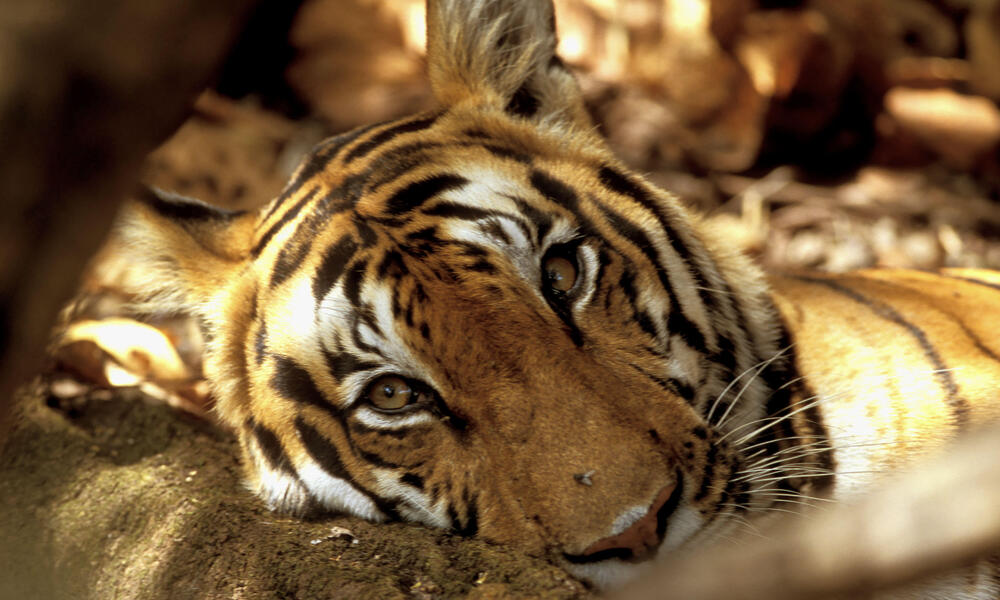 captive tiger behind fence