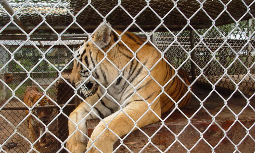 Tiger caged in captivitiy