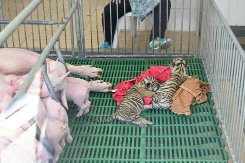 Two tiger cubs laying on towels in a cage next to piglets 