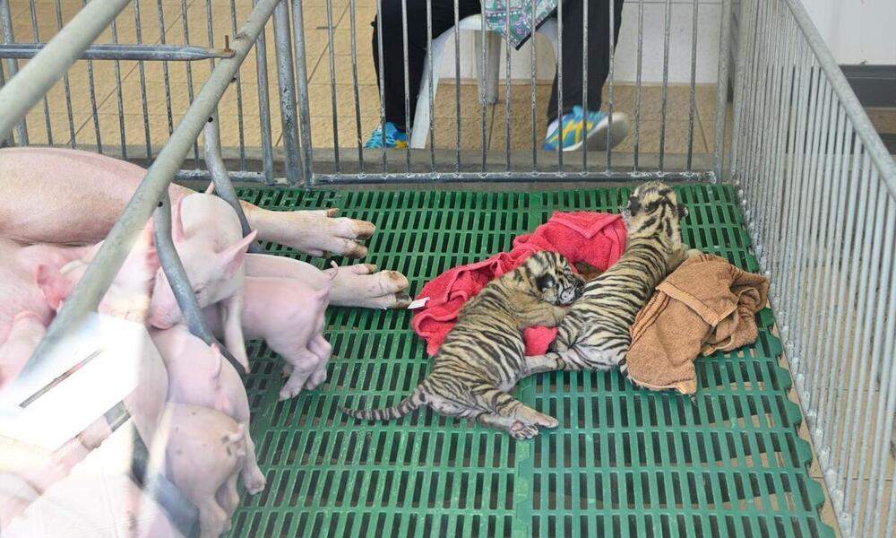 Two tiger cubs laying on towels in a cage next to piglets 