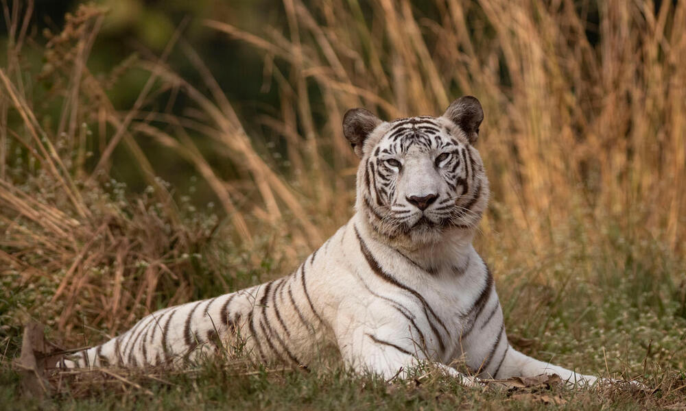 white siberian tiger habitat