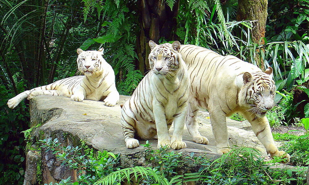 3 large white tigers resting on a rock in a forested area in captivity