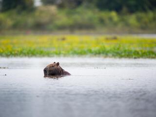 a capybara swims with its head above water in Colombia