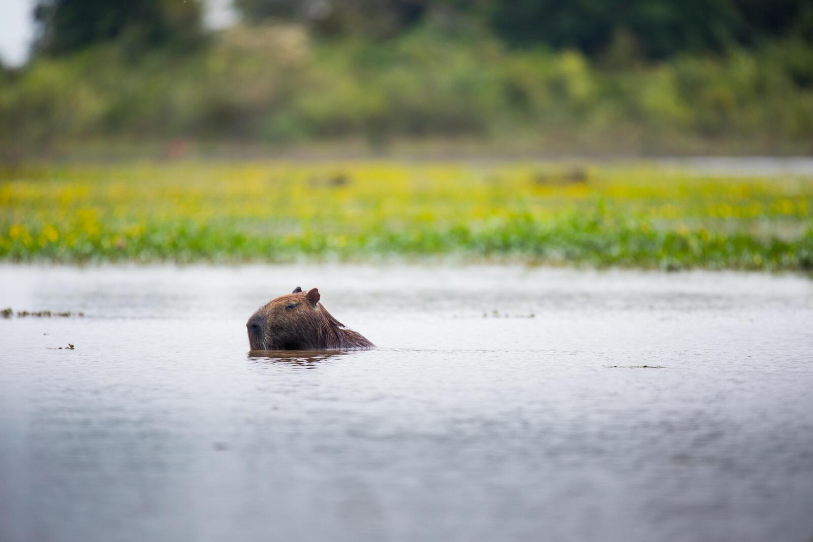 a capybara swims with its head above water in Colombia