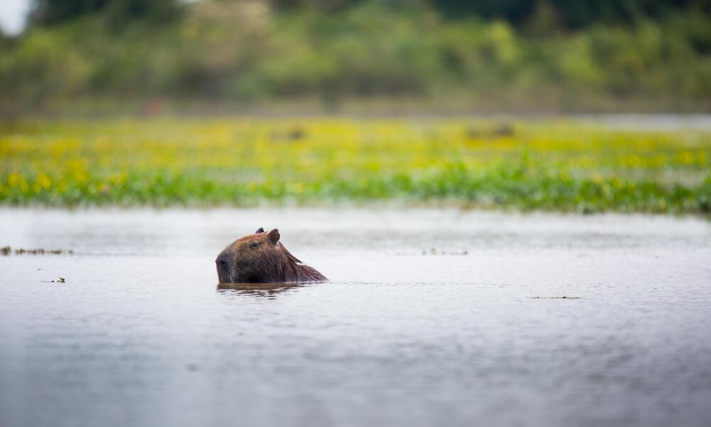 a capybara swims with its head above water in Colombia