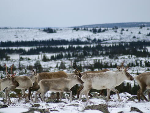 caribou migrate through the Arctic