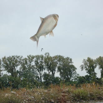a carp jumps out of the water, above the treeline