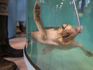 caught turtle fall2018