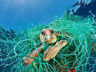 Turtle caught in net