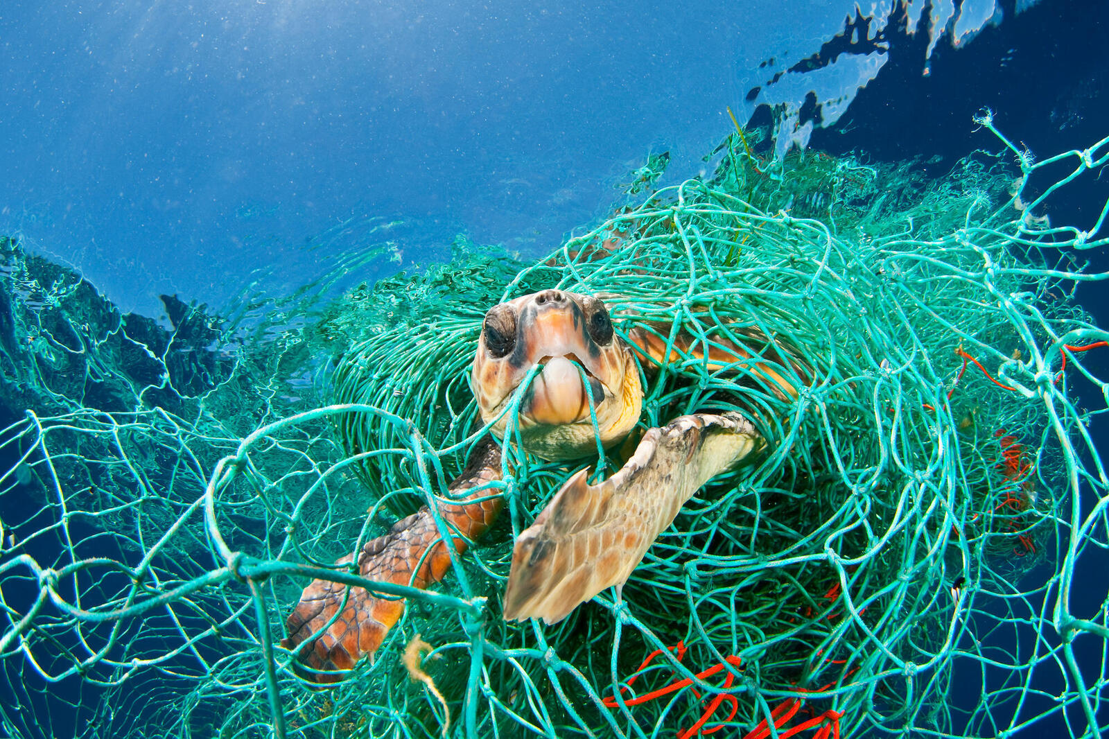 Loggerhead turtle trapped in a drifting abandoned net