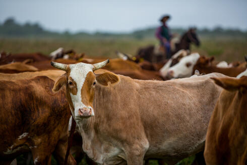 Herding cattle at El Cachepé Ranch and Wildlife Refuge. La Eduvigis, Chaco region, northern Argentina.Gran Chaco region, Northern Argentina.