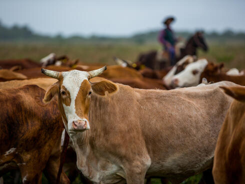 Cows on ranch