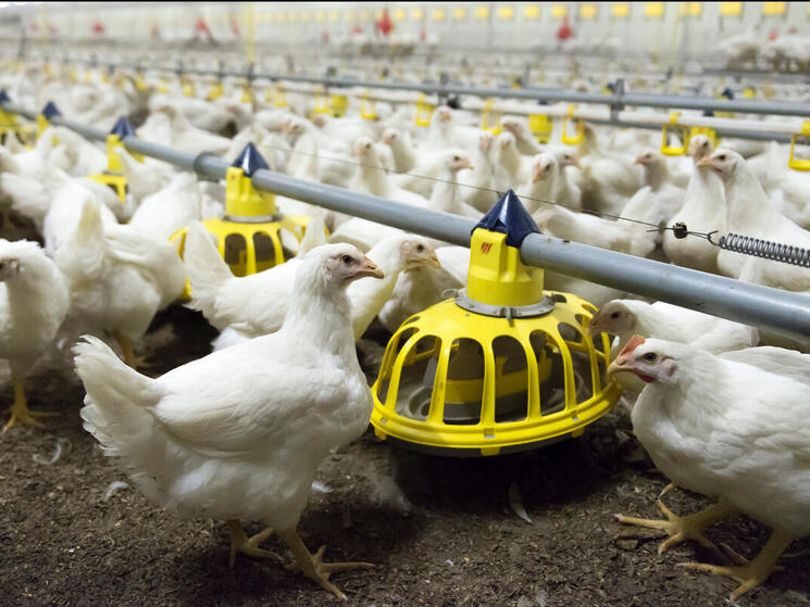 Chickens feeding at a farm