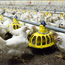 Chickens feeding at a farm