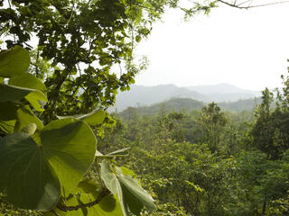 A forest in Nepal.