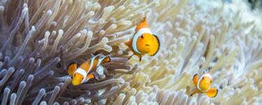 three clownfish swim within sea anemone in the Dampier Marine Protected Area, Raja Ampat, Indonesia
