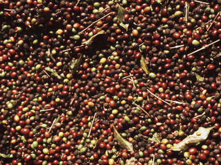Coffee cherries laid out to dry