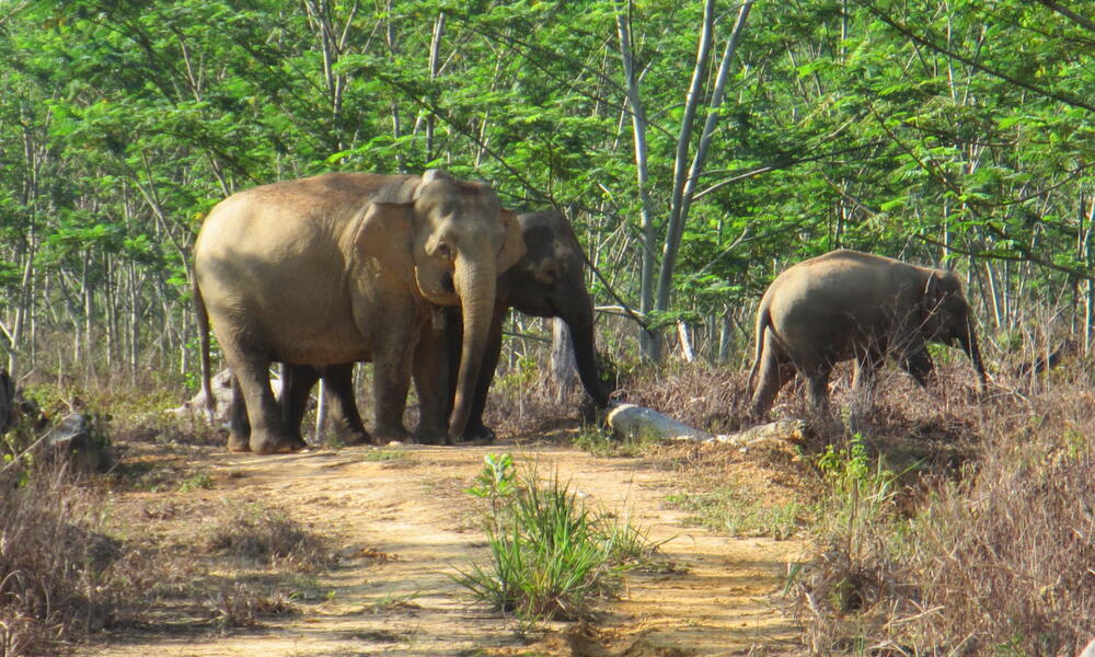 Three Asian elephants walking across a dirt road in a Malaysian tree plantation