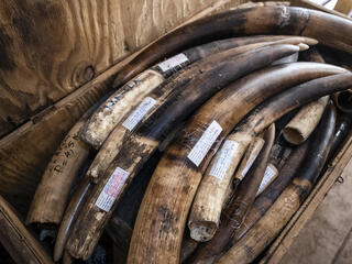A wooden trunk full of confiscated elephant ivory tusks