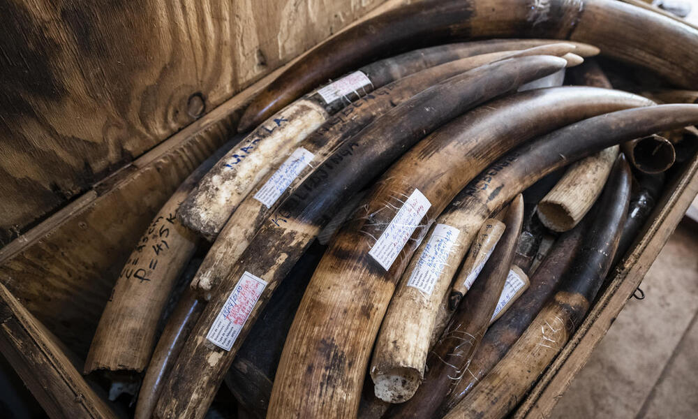 A wooden trunk full of confiscated elephant ivory tusks