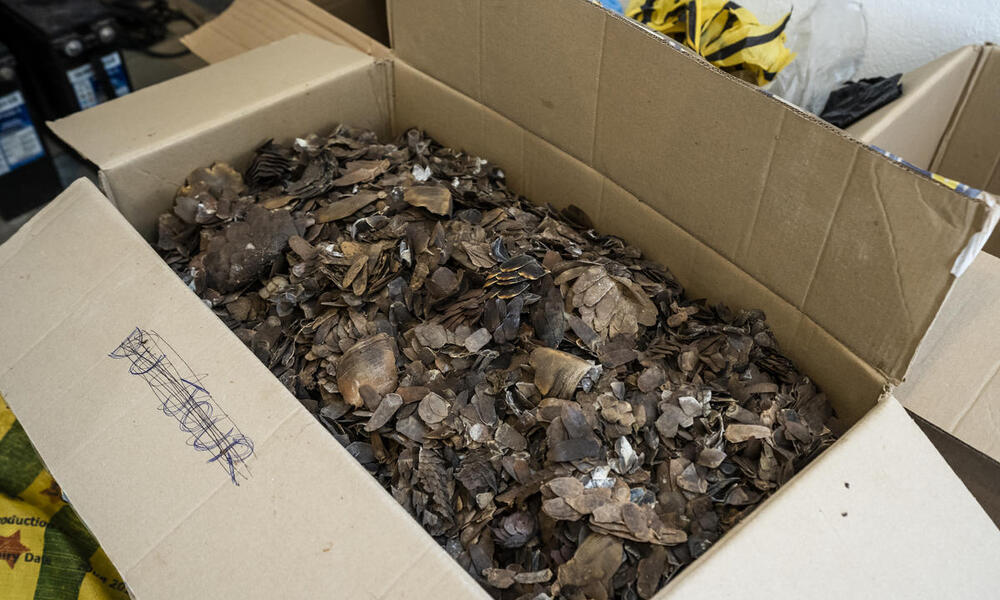 A cardboard box full of confiscated pangolin scales in varying shades of gray and brown.