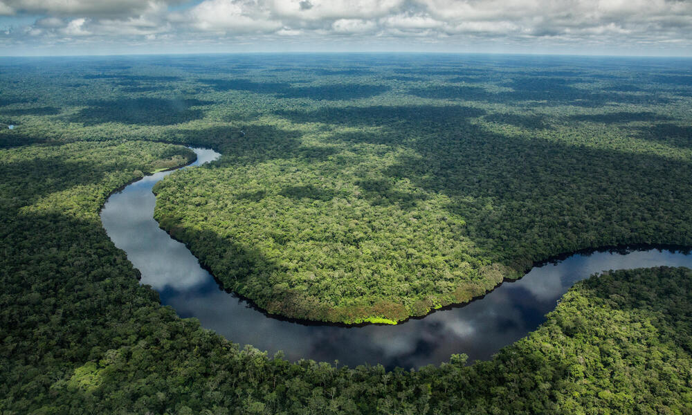 Saving a forest stronghold | Magazine Articles | WWF