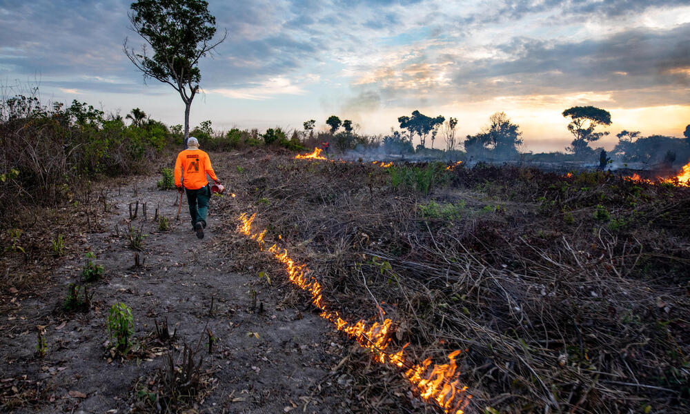 Incendios forestales: los buenos y los malos | Historias | Descubre WWF