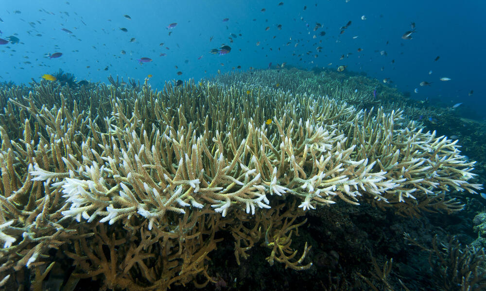 What is Coral Bleaching and how does it impact the Great Barrier Reef?
