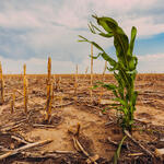 One green corn stalk in a field of dead plants