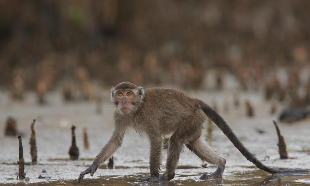 crab-eating macaques WW22261 Tim Laman