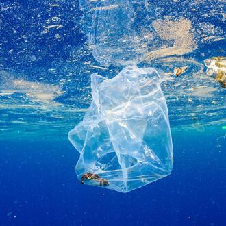 a crab floats inside a plastic bag in the Indian Ocean