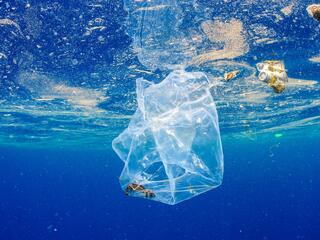 a crab floats inside a plastic bag in the Indian Ocean
