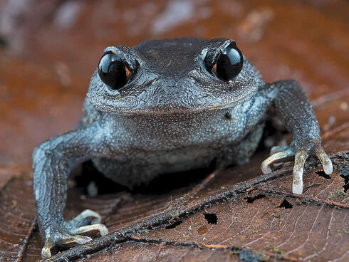 Closeup of a gray frog looking into the camera and sitting on a brown leaf