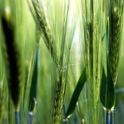Close up of crop ears