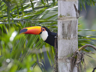 A toucan peeks out from behind a tree in the Atlantic Forest.