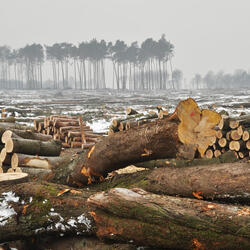 a landscape of cleared trees
