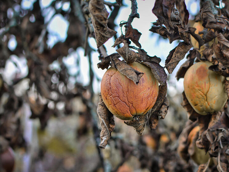 shriveled apples on a dried branch