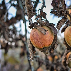 shriveled apples on a dried branch