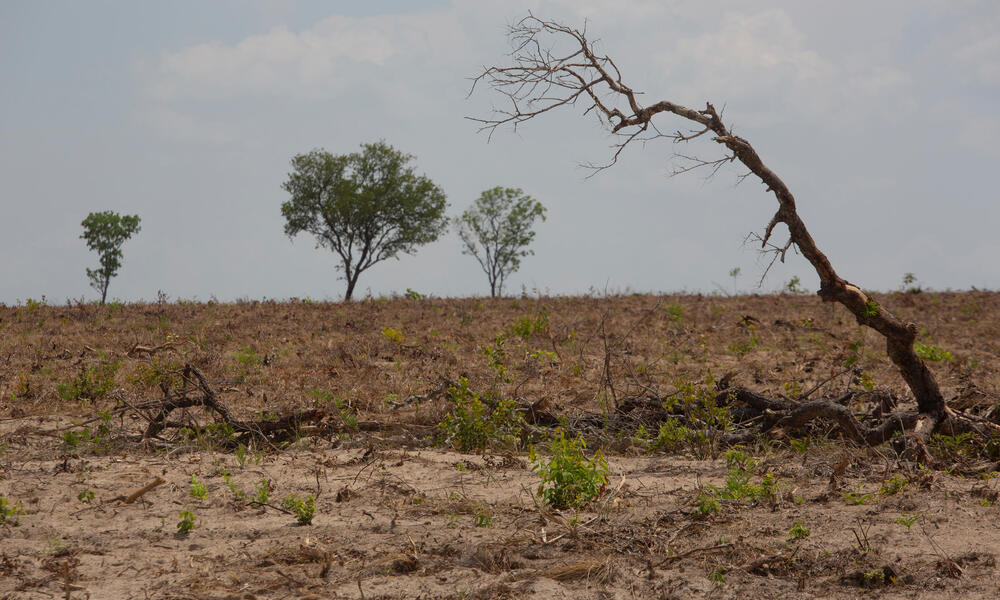 La degradación de los bosques: por qué afecta a las personas y la vida  silvestre | Historias | Descubre WWF