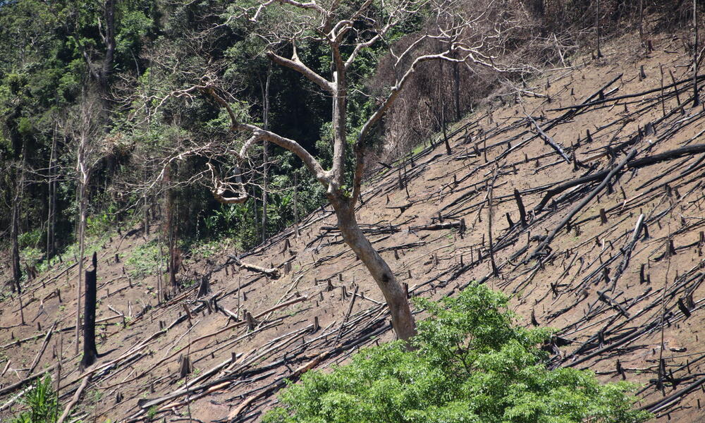 How rich countries cause deforestation in poor ones