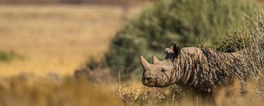 Black rhino emerges from tall desert grasses, Namibia